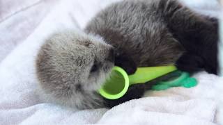 Tiny Male Otter Pup Patient at our Rescue Centre [upl. by Caputto]