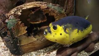 Dogface puffer fish [upl. by Servais]