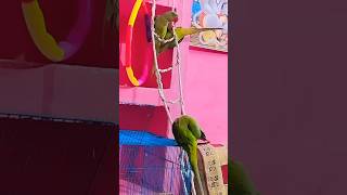 mujhe sone do 💞 parrot mittoo parrottalking parrotr birds parrort parrotlover pets viral [upl. by Morgenthaler]