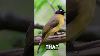 Stunning Blackcrested Bulbul🐦 birds nature shorts explore viral youtubeshorts [upl. by Eedrahc]