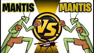 MANTIS VS MANTIS  COMENTADO [upl. by Eltsyek277]