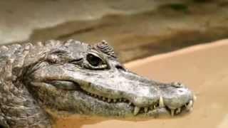 Caiman facts 20 facts about Caimans [upl. by Naiviv]