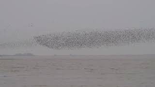 Aerial Bird Spectacular at RSPB Snettisham  280923 [upl. by Aivila]