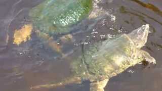 Mating Snapping Turtles [upl. by Jahdai]