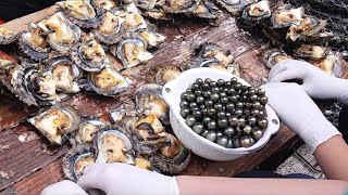 See how the farmer grows oyster pearls amazing pearl farming technology [upl. by Monetta]