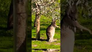 kangaroo marsupial animals [upl. by Vas822]