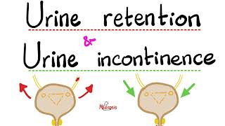 Urinary Incontinence Stress Incontinence Urge Incontinence Overflow Incontinence Urine Retention [upl. by Gulick871]