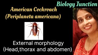 Cockroach  External Morphology  head thorax and abdomen  NEET  Boards [upl. by Coulter]