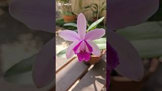 Floração de Cattleyas tem vídeo para iniciantes de Cattleyas dicasdecultivo cattleyas orquídeas [upl. by Sandon826]