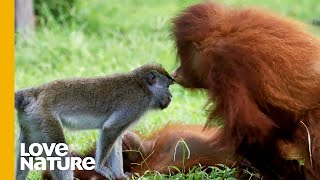 Baby Orangutan Kisses Macaque Friend  Love Nature [upl. by Aidile623]