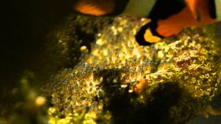 Clownfish From Egg to Hatch [upl. by Xenia]