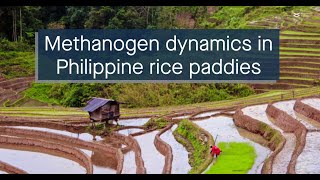 Multiomics analysis of the methanogenic microbiome in Philippine rice field soil [upl. by Rhonda]