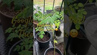 Get a Moringa tree [upl. by Ettelra]