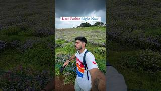 Kaas Pathar 2024  Valley of flowers Maharashtra  Satara [upl. by Burnsed]