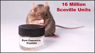 Does The Worlds Spiciest Pure Capsaicin Crystals Deter Mice Mousetrap Monday [upl. by Autrey]