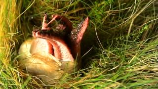 Devils Fingers Clathrus archeri timelapse [upl. by Kinnard172]