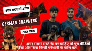 German shepherd puppies in Uttar Pradesh moradabad  long coat German shepherd dog [upl. by Eeryt]