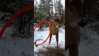 This Elk lost an antler 😥 shorts animals [upl. by Venn]