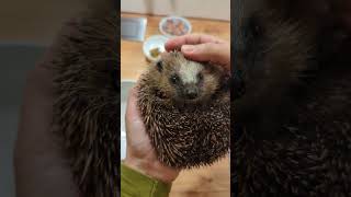 Unser Igel nimmt fleißig zu igel igelpflege hedgehog natur [upl. by Leasi659]