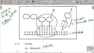 LIFE SCIENCES GRADE 12 PAPER 1 PAST WORKED QUESTIONS [upl. by Rutter]