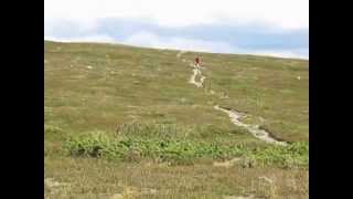 Ramundberget MTB singletrack [upl. by Liddie128]