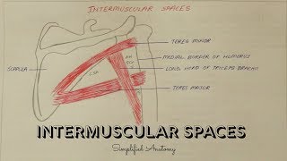 INTERMUSCULAR SPACES  ANATOMY  SIMPLIFIED ✔ [upl. by Amathist]