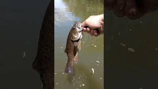 river small mouth release bassfishinglife fishing bass bassfishing [upl. by Rakia]