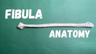 Fibula  Bony features and side determination Dr Awais [upl. by Lizzie]