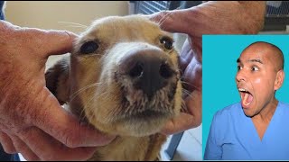 Que es Moquillo 🐶 Signos Diagnostico y Tratamiento en perros [upl. by Akehsay490]