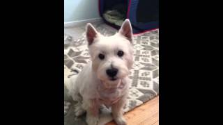 Talking Westie asking for his treat [upl. by Ali]