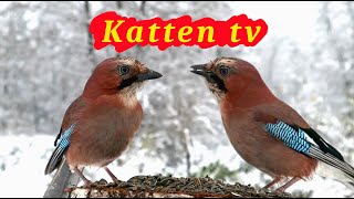 Katten tv 📺 Videos voor katten om vogels te kijken 🐦 [upl. by Alby]