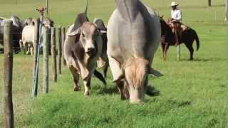 Fazenda JARACATIÁ  Nelore  Brahman [upl. by Gnagflow]