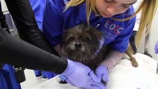 Asistente Veterinario con Pet Grooming Programa de la Semana [upl. by Sobel]