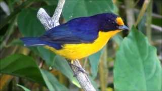 Euphonia violacea  Gaturamoverdadeiro  Violaceous Euphonia [upl. by Jasmine489]