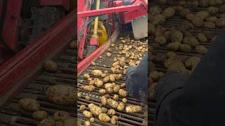 How many potatoes can you count  Jersey Royal harvest nearing the end  farming farmequipment [upl. by Jens400]