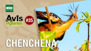 Hoatzin descubre la fascinante ave con garras en las alas [upl. by Shepherd593]