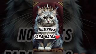 Nombres para gatas gatos cat gatas [upl. by Robina]