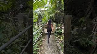 Bienvenidos al Yunque Puerto Rico elyunque yunquenationalrainforest puertorico [upl. by Regen]