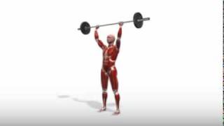 Exercise Videos Standing Barbell Overhead Press [upl. by Merth838]