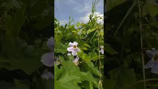 thunbergia grandiflora lavender blue vine [upl. by Nnyliram]