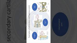 Examples of secondary cartilaginous joint shorts viral joints anatomy [upl. by Yraek]