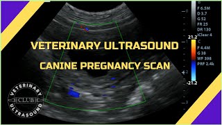 Canine pregnancy scan 32 days [upl. by Nets]