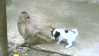 Monkey Laughing at Dog after checking his P [upl. by Beera46]