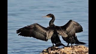 Il Cormorano  The Cormorant  Le Cormoran [upl. by Gundry]