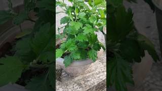 Best fertilizer for chrysanthemum mustardcake fertilizer care relaxingsounds youtubeshorts [upl. by Nestor630]