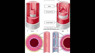 shorts artery vein أحياء 2 ثانوي biologyscience [upl. by Tye]