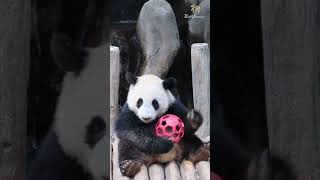 Lets play with BABY PANDA 🐼  Zoo Negara Malaysia [upl. by Doug]