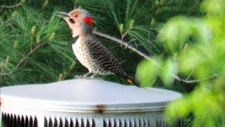 Worlds Loudest Woodpecker Drumming  Mini Documentary [upl. by Sirrah954]