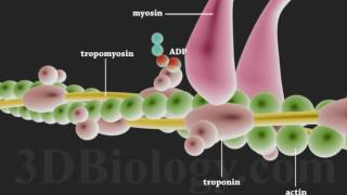 Muscle Contraction 3D [upl. by Landing]