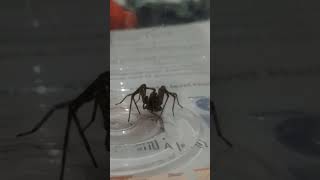 spider feeding time lapse [upl. by Hairom]